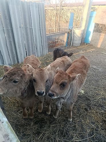 Аквариумы: Продаю | Музоо, торпок | Швицкая | Для разведения | Племенные — 2