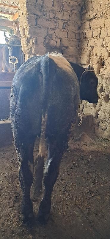 купить бычка: Продаю | Бык (самец) | На откорм | Привязанные — 1