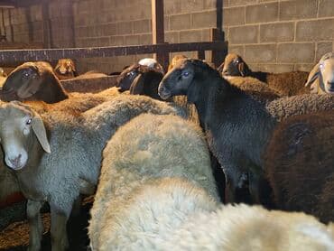 товары для кошек: Продаю | Баран (самец) | Гиссарская, Арашан | На забой — 4