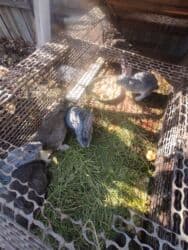 продам козу дойную: Продаю | Крольчата | Для разведения | Племенные — 6