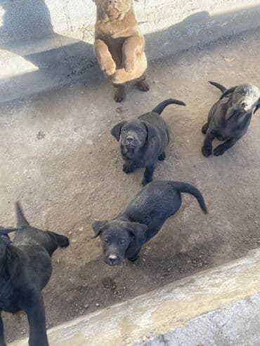 электрический ошейник для собак: Лабрадор-ретривер, 2 месяца, Самец, С прививкой, С родословной — 8