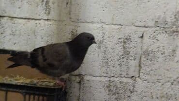 корм для птенцов волнистых попугаев: Продаются голуби: Голубка ореховая такла, бакинцы, узбекские. Цены — 7