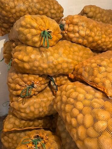 семена кортофеля: Картошка Дүңүнөн — 3