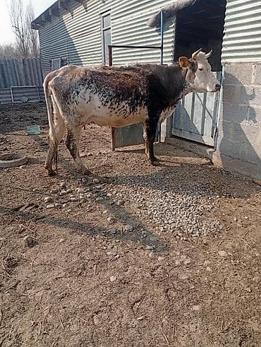 карова уй: Продаю | Корова (самка), Тёлка, Музоо, торпок | Алатауская | Для разведения, Для молока | После отела — 4