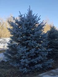 печенье с предсказаниями бишкек: Саженцы деревьев: Ели, Самовывоз — 3