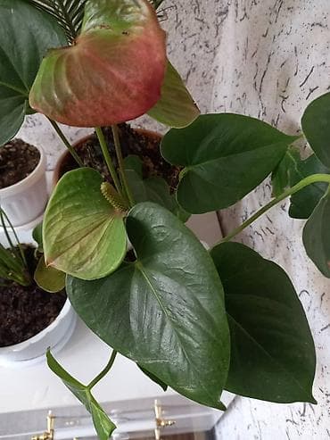 карликовый лимон купить: Антуриум (Anthurium andreanum) в горшке. - Эффектные красные — 3
