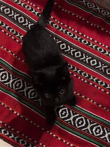 отдам породистых котят: Кошка даром: Беспородная, 4 месяца, Девочка, Приучена к лотку — 6