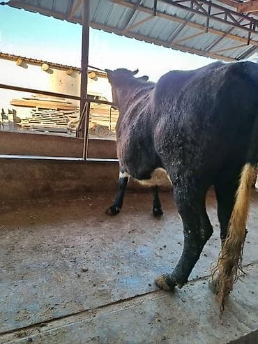 карова телка: Продаю | Корова (самка) | Для разведения — 4