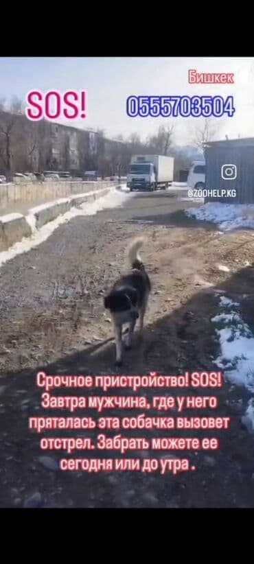 продажа французских бульдогов: ‼️‼️‼️‼️‼️‼️💕💕💕💕срочно нужен любящий хозяин, телефон на фото — 1