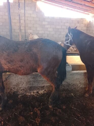 сухой корм для кошек: Продаю | Кобыла (самка) | Рабочий — 3