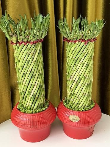 подарок учителю: Продаётся декоративный бамбук (счастливый бамбук). Высота — 42 см — 4