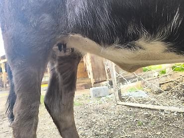 уй жаныбары: Сатам | Кунаажын | Швиц | Бордоп семиртүү үчүн | Байланган — 10