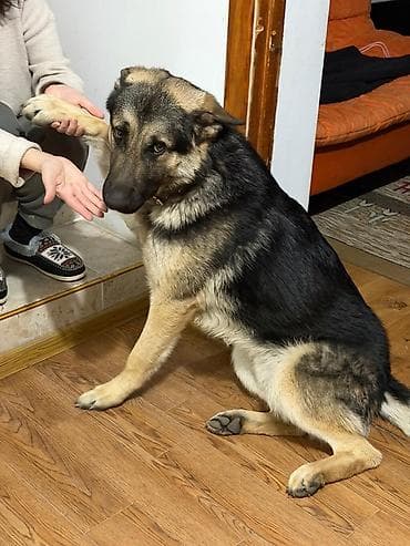 Иттер сатылат: Немис овчаркасы, 9 айлык, Эркек, Эмделген — 2