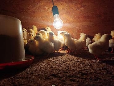 бенгальские кошки бишкек: Продаю | Цыплята | На забой, Несушки — 8