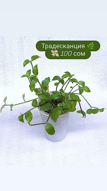 олеандр: Продаю комнатные растения, цветы . Пассифлора кализия розовая — 6