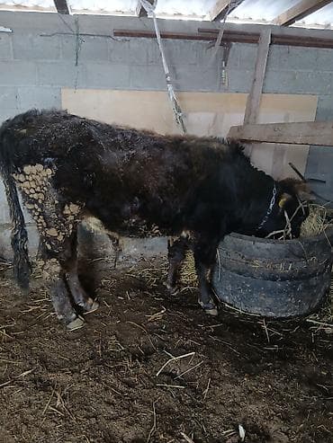 корова с теленкам: Продаю | Корова (самка) | Алатауская, Швицкая | Для молока | После отела — 2