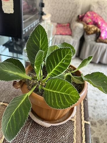 Бөлмө өсүмдүктөрү: Продажа. Комнатные цветы — 3