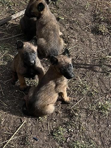русская голубая кошка бишкек: Щенки Бельгийский овчарки - Порода по типу — короткошёрстные — 5