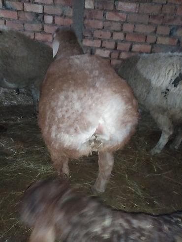 бенгальские кошки бишкек: Продаю | Овца (самка) | Для разведения | Матка — 3