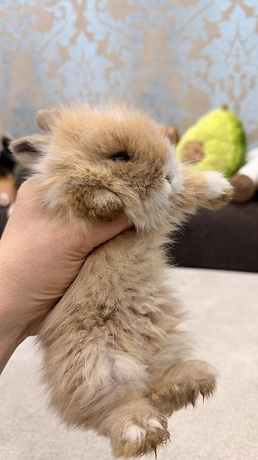 Декоративные кролики: 🐰 Декоративные крольчата породы «Львиная голова» 🐰 Милота, в которую — 2
