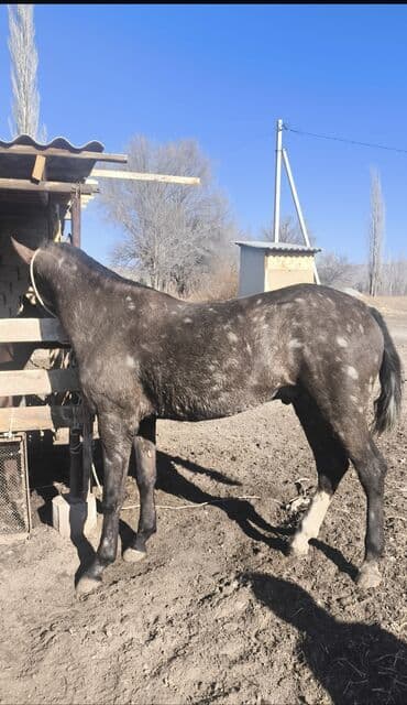 Собаки: Продаю | Жеребец — 1