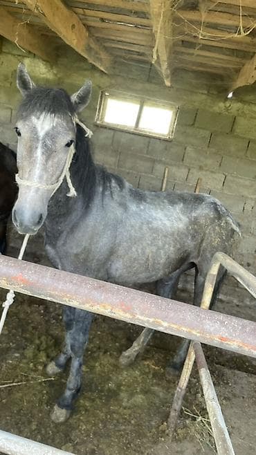 зоомагазин бишкек птицы: Продаю | Жеребец | Для разведения — 4