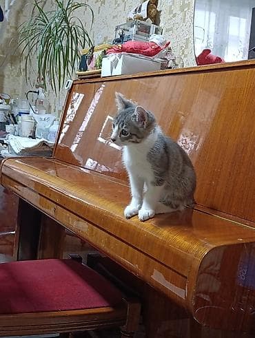 продаю сфинкса: Кошка даром: Сфинкс, 2 месяца, Мальчик, Проглистована — 2