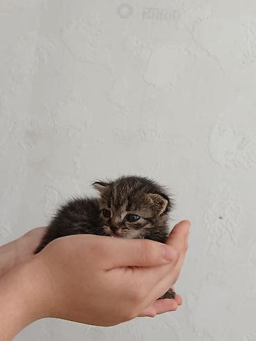 Үй жаныбарлары: СРОЧНО! Ищет дом или передержку крошечный котёнок! Малыша затискали — 5