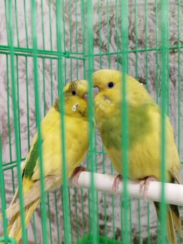 Услуги ветеринара: Ассаламу Алейкум туугандар Папугай даяр пара 🦜 сатылат! Клеткасы+жеми — 1