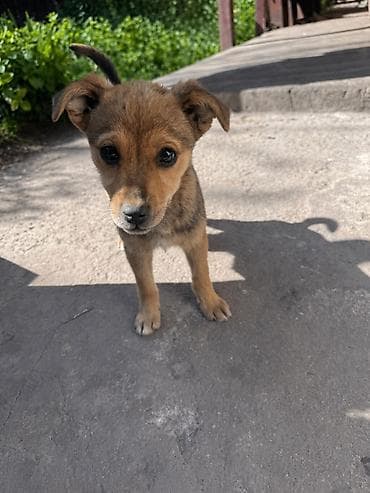 отдам животных в хорошие руки: Собака даром: 3 месяца, Самка — 4