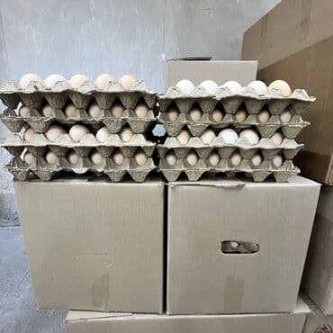 кола цена бишкек: Приглашаем к сотрудничеству торговые павильоны кондитерские цеха — 1