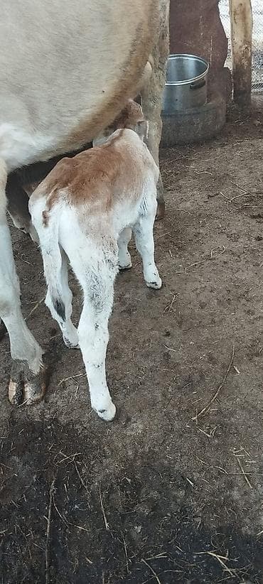 питбуль кабель: Продаю | Музоо, торпок | На откорм — 1