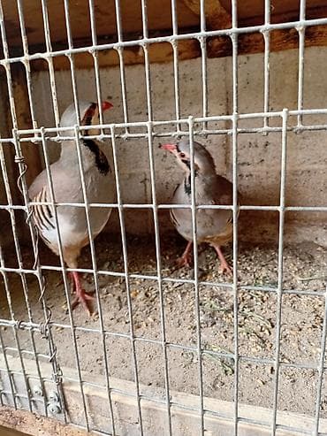 scottish fold: Кеклик сатылат гибрид ак тош пара 4000мин сом жумуртка тууп атат — 4