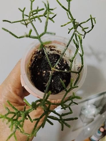 Фиалки и глоксинии: Глоксиния (Sinningia speciosa) в горшке.250с 2.Монстера Альба — 6