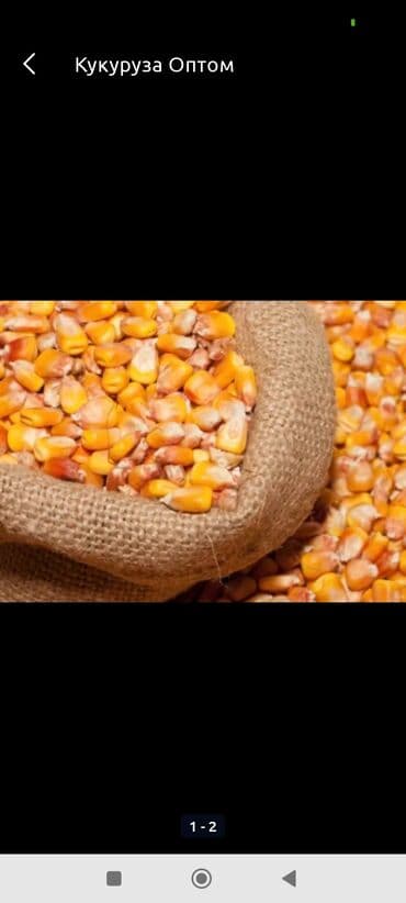 корм токмок: Жугоруу алабыз оптовый келишим бада.бишкек — 1