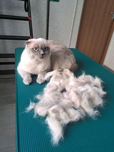 арабский конь: Груминг кошек. Вычес, стрижка, купание

находимся в центре города — 4