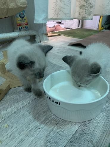 Кошки: Отдам даром…. Котята с колор-пойнт — 4