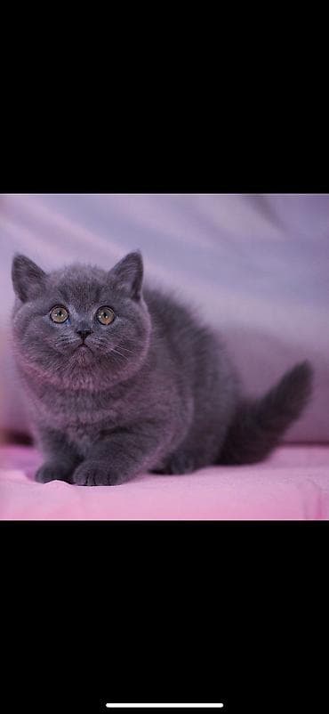 животные котята: Британская короткошёрстная, 1 месяц, Мальчик, Голубой — 4