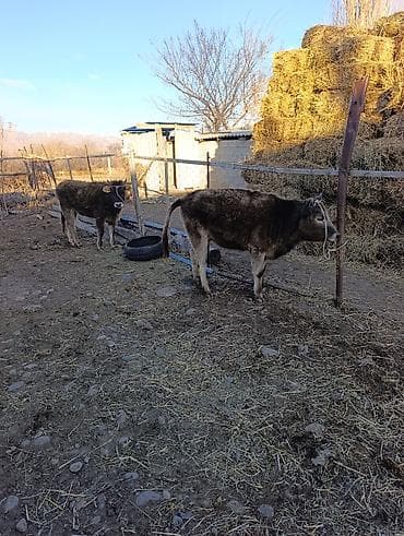 купить шиншилу: Продаю | Музоо, торпок | Полукровка | На откорм | Привязанные — 8