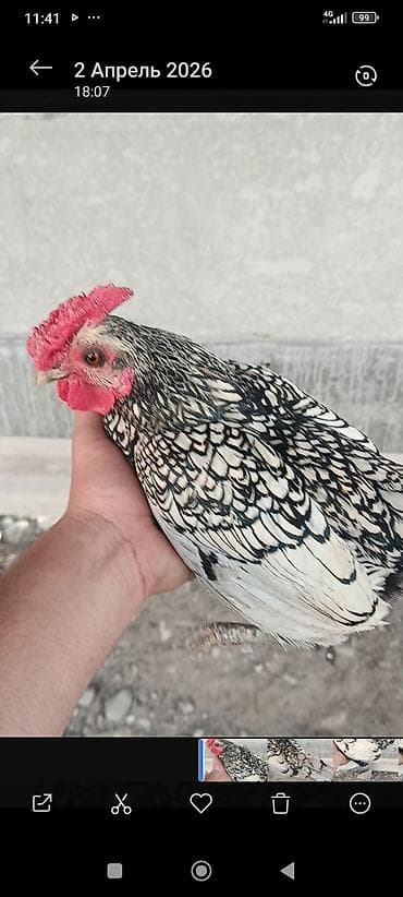 клетка для крысы: Продаю | Куры | Для разведения — 1