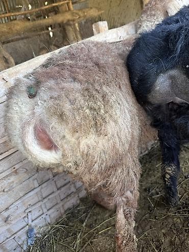 кошки купить бишкек: Продаю | Овца (самка) | Арашан | Для разведения | Матка — 3