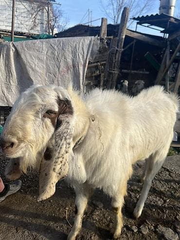 бельгийская кошка: Продаю | Козёл (самец) | Полукровка | Для разведения | Племенные — 3