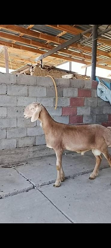 Айыл-чарба жаныбарлары: Сатам | Кочкор (эркек) | Көбөйтүү үчүн | Асыл тукумдуу — 1