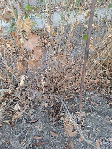 букет цветов бишкек: Смородина В розницу — 4