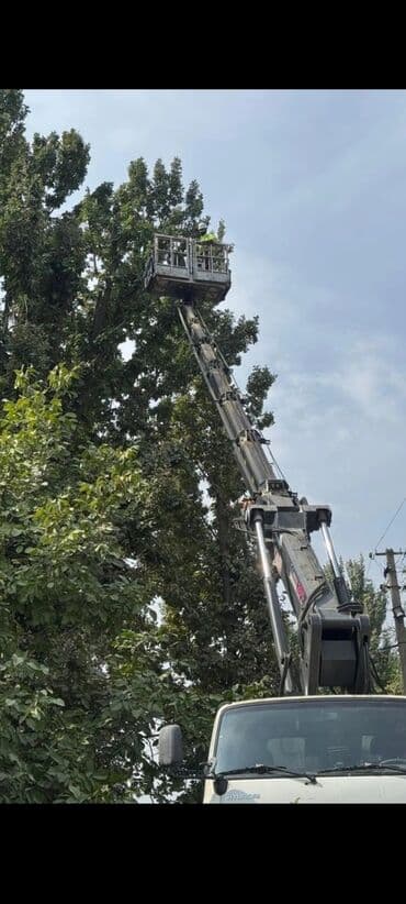 цветы кант: СПИЛ ДЕРЕВА — 1