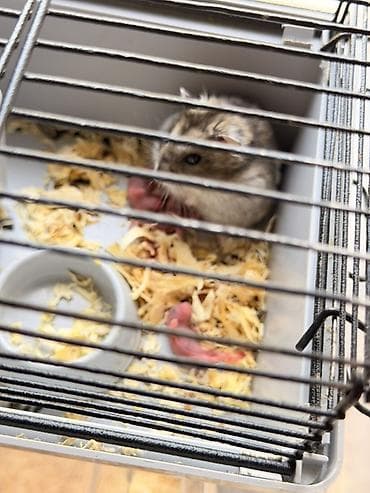 Грызуны: Отдам продам хомяков5-6 шт Серые с мамойс опилками и кормом — 1