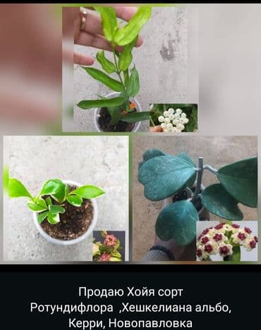 аквариум и рыбки: Продаю Хойя — 1