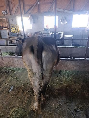 красный страитель: Продаю | Корова (самка) | Алатауская | Для молока | Привязанные — 2