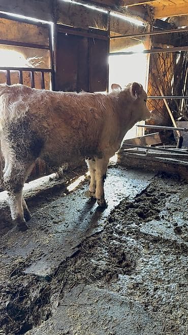 поилки для коров: Продаю | Бык (самец) | Симментальская, Бельгийская | Для разведения | Искусственник — 8