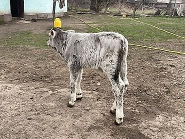 породистые куры: Продаю | Музоо, торпок | Швицкая | Для разведения | Племенные — 8